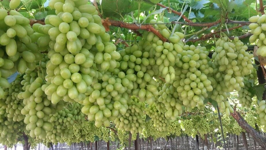 Grapes 'Thompson Seedless' (Vine Type) - 15 Gallon