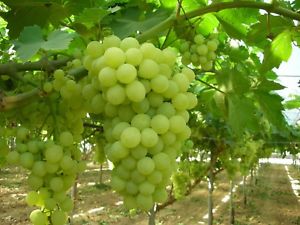 Grapes 'Thompson Seedless' (Vine Type) - 15 Gallon