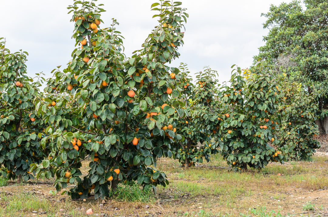 Hachiya Persimmon Tree - 15 Gallon