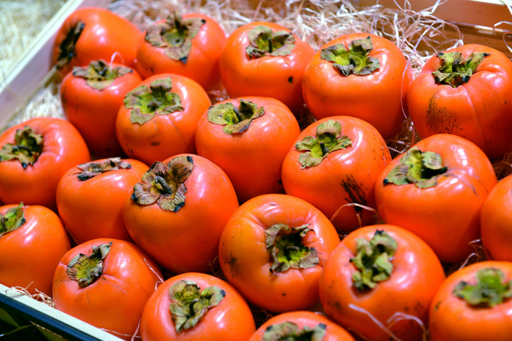 Hachiya Persimmon Tree - 15 Gallon