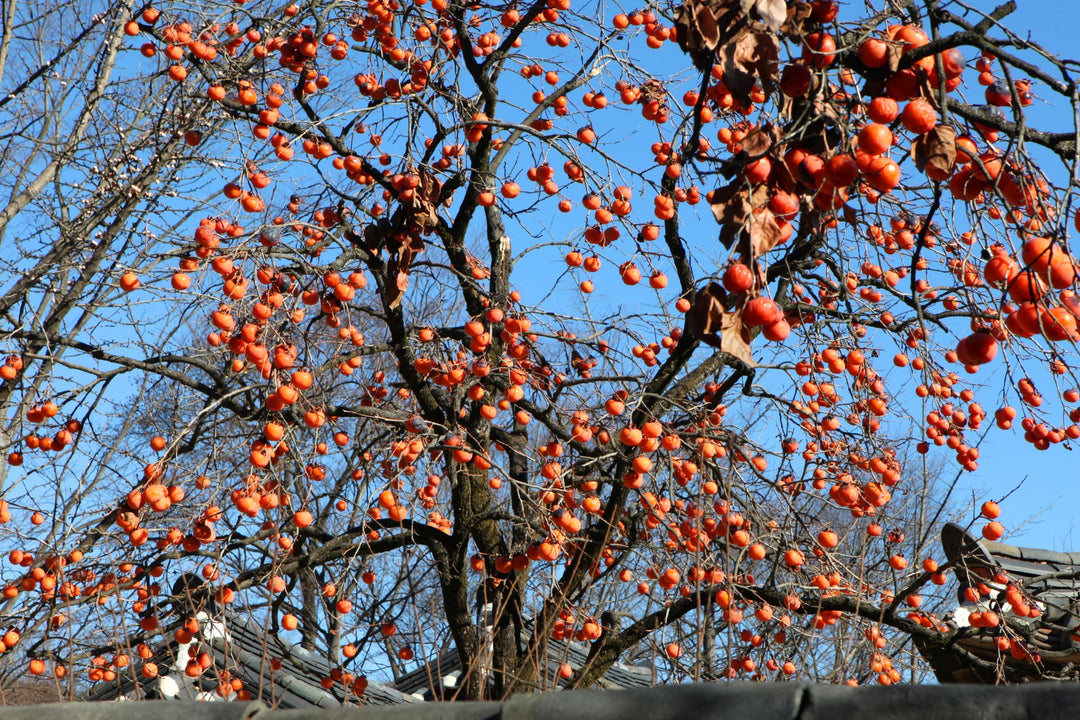 Hachiya Persimmon Tree - 15 Gallon