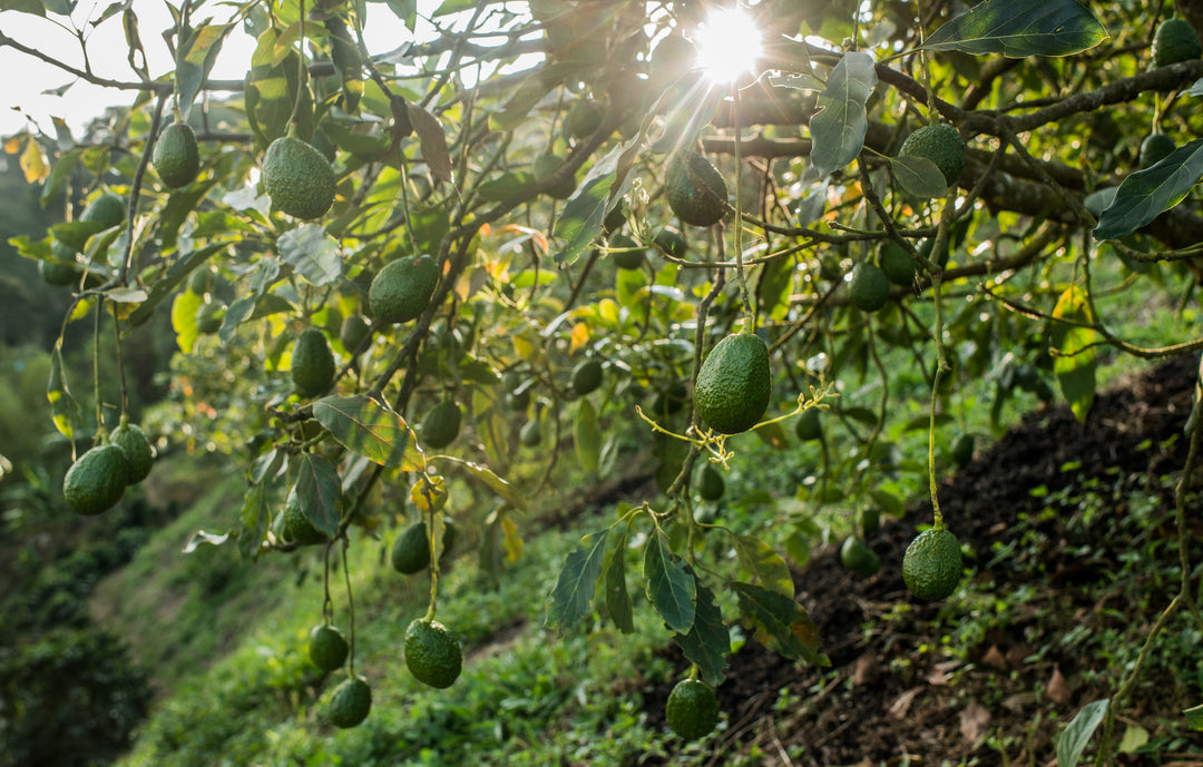 Hass Avocado Tree - 15 Gallon