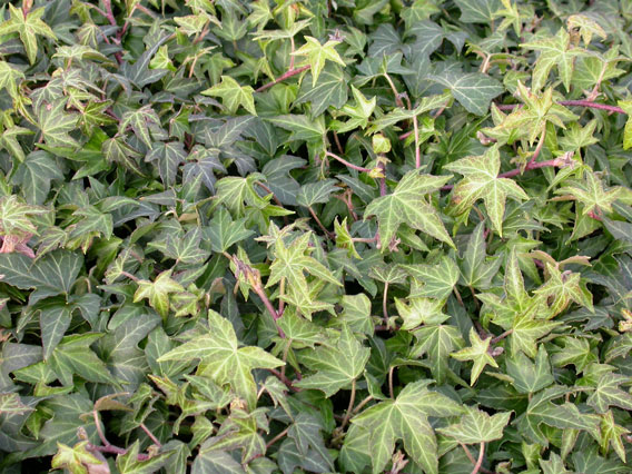 Needlepoint Ivy - Flat