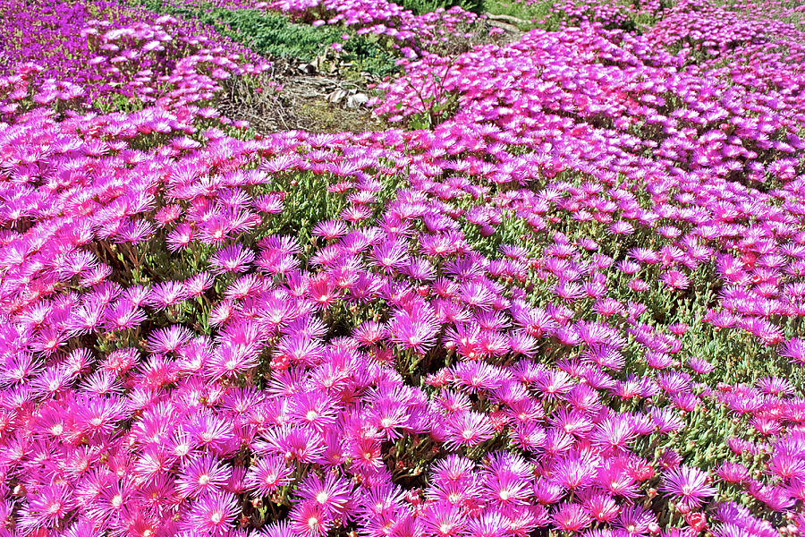 Pink Trailing Ice Plant - Flat