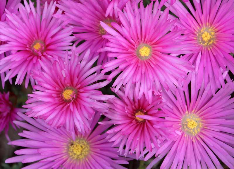 Pink Trailing Ice Plant - Flat