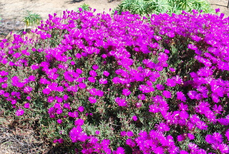 Purple Trailing Ice Plant - Flat