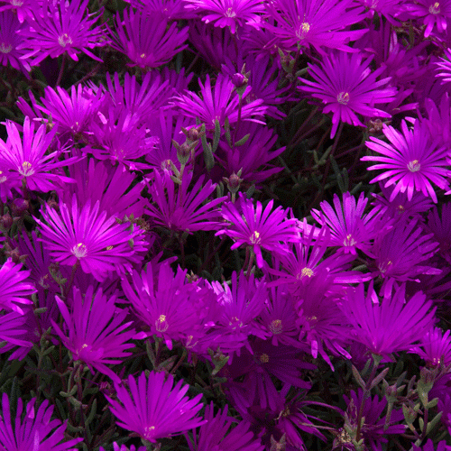 Purple Trailing Ice Plant - Flat