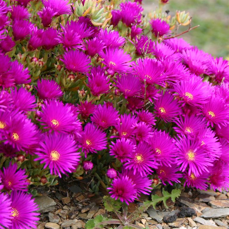 Purple Trailing Ice Plant - Flat