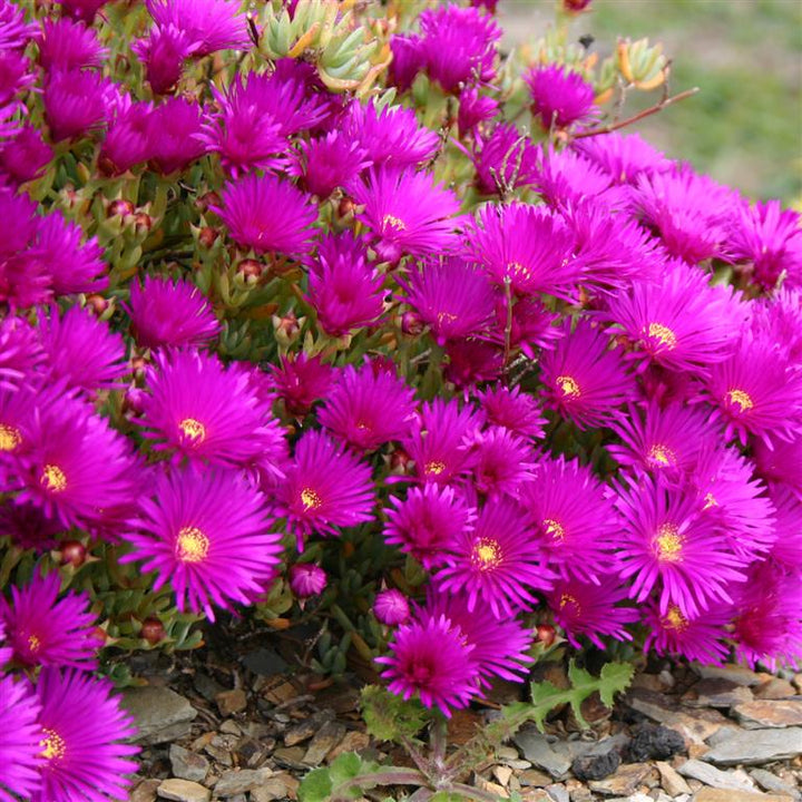 Purple Trailing Ice Plant - Flat