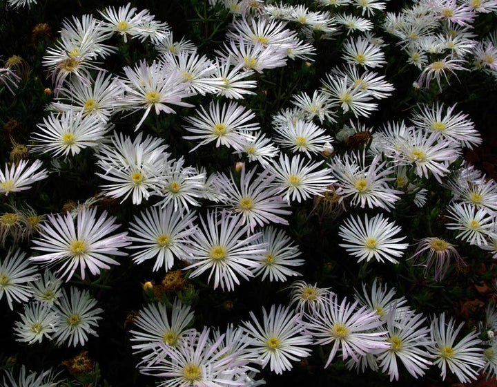 White Trailing Ice Plant - Flat