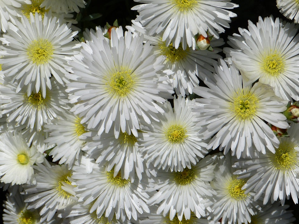 White Trailing Ice Plant - Flat