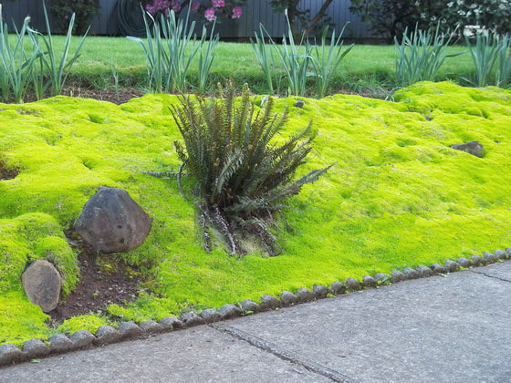 Scotch Moss - Flat