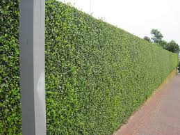 Wax leaf Privet  - 15 Gallon Bush