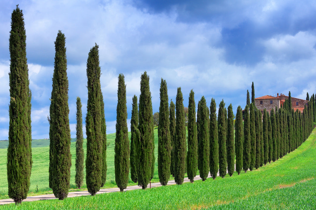 Italian Cypress - 15 Gallon
