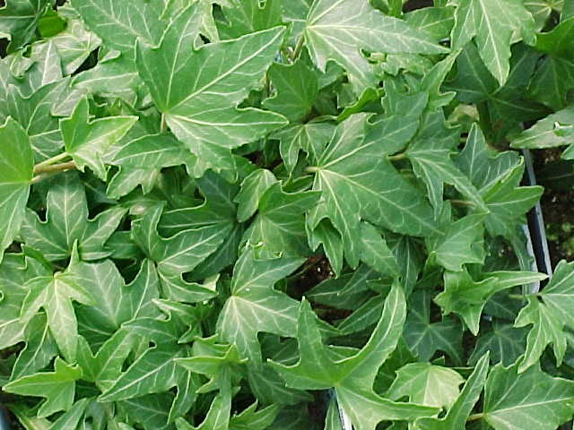 Needlepoint Ivy - Flat