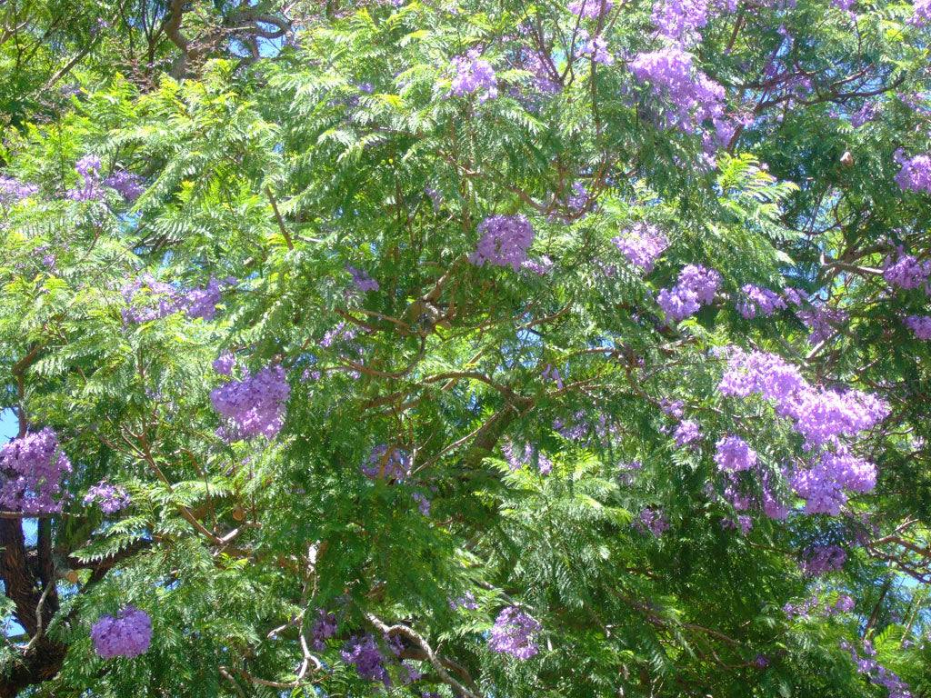 Jacaranda mimosifolia (J. acutifolia) - 15 Gallon Standard