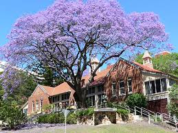 Jacaranda mimosifolia (J. acutifolia) - 15 Gallon Standard