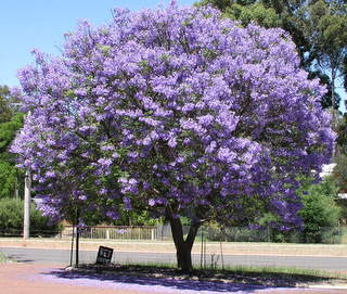 Jacaranda mimosifolia (J. acutifolia) - 15 Gallon Standard