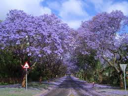 Jacaranda mimosifolia (J. acutifolia) - 15 Gallon Standard