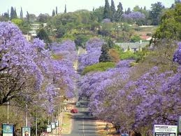 Jacaranda mimosifolia (J. acutifolia) - 15 Gallon Standard