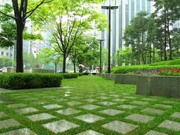Zoysia tenuifolia Korean Grass - Flat