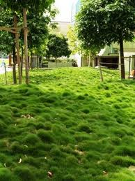 Zoysia tenuifolia Korean Grass - Flat