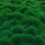 Zoysia tenuifolia Korean Grass - Flat