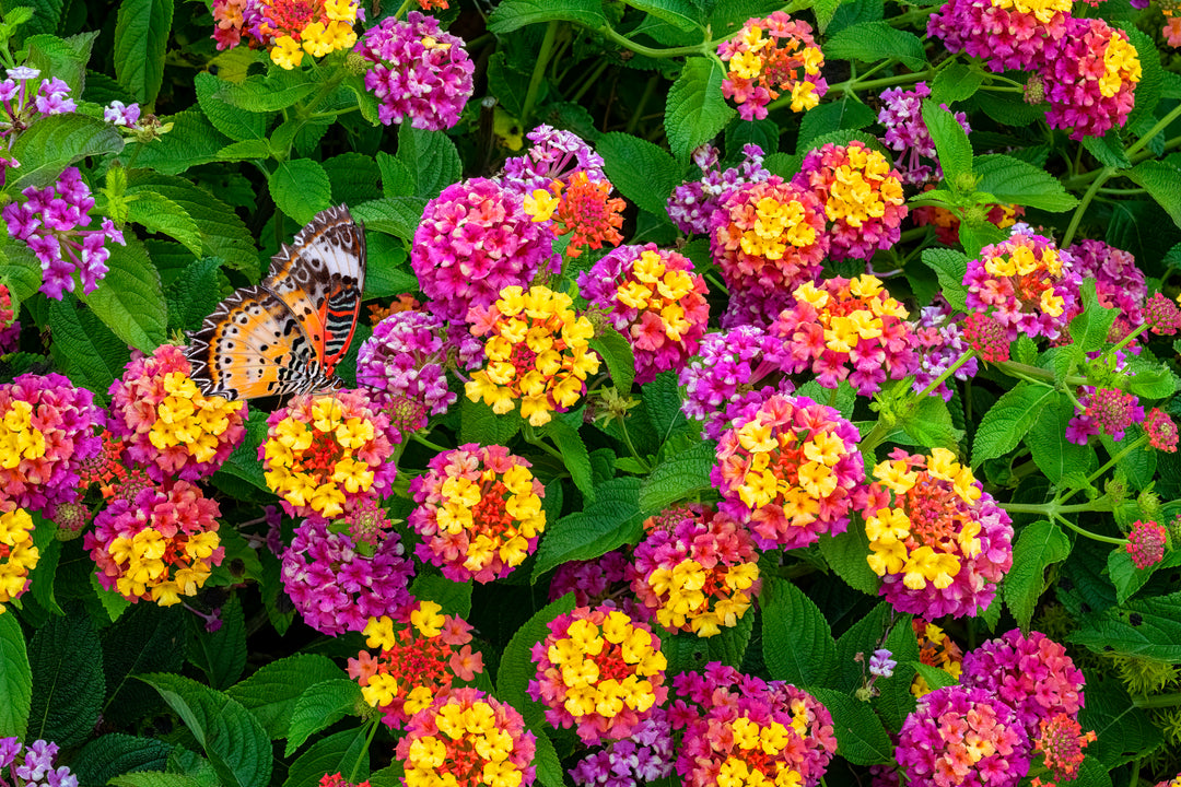 Lantana Irene  - 5 Gallon