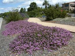 Lantana Purple Trailing - 5 Gallon