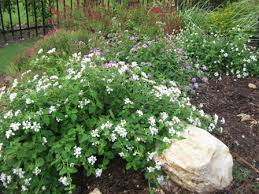 Lantana White Trailing - 5 Gallon