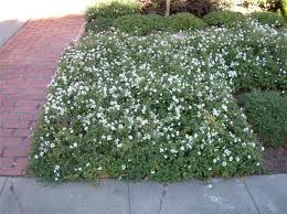 Lantana White Trailing - 5 Gallon