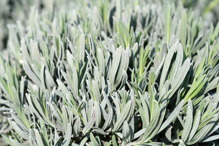 Grosso Lavender - 5 Gallon