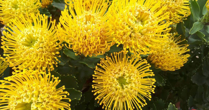 Leucadendron 'High Gold' - 5 Gallon