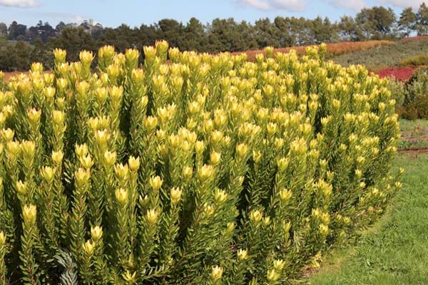 Leucadendron 'High Gold' - 5 Gallon