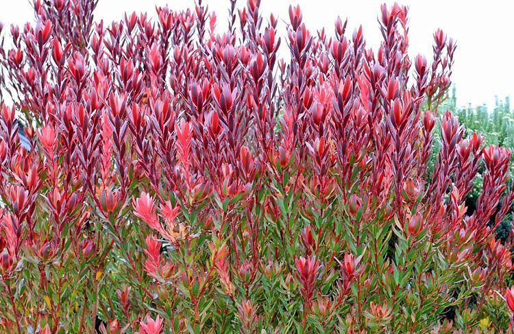 Leucadendron 'Summer Red' - 5 Gallon
