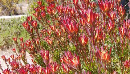 Leucadendron 'Summer Red' - 5 Gallon
