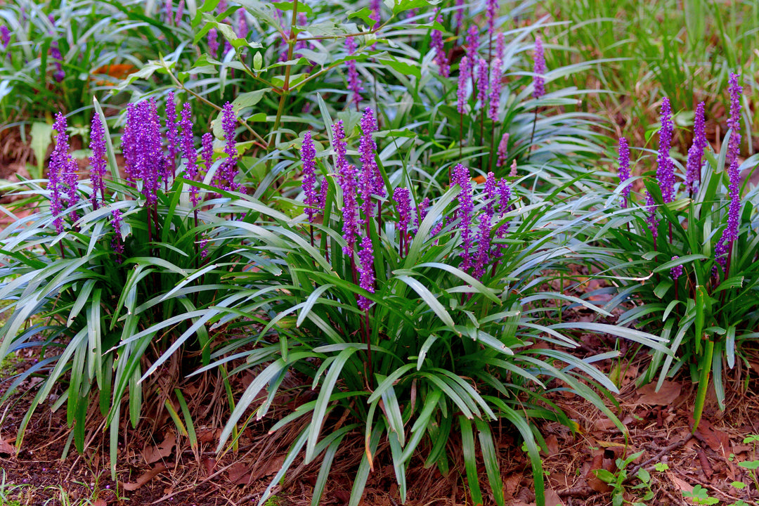 Big Blue Liriope Muscari - 5 Gallon