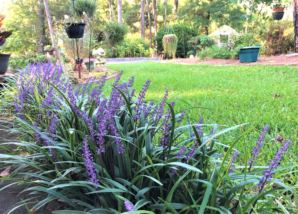 Big Blue Liriope Muscari - 5 Gallon