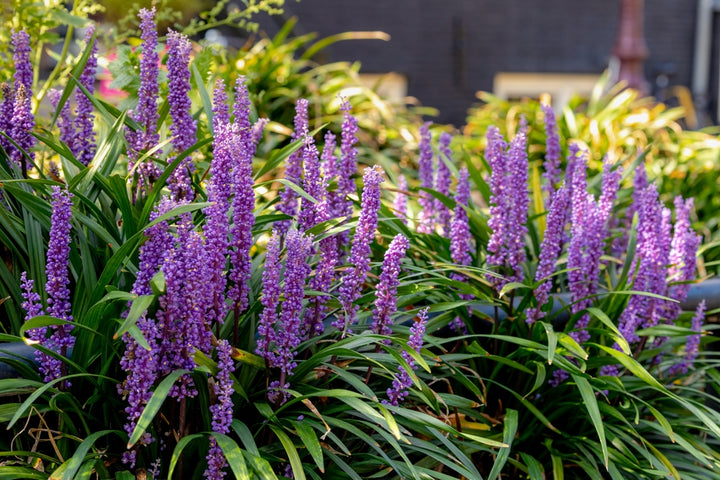 Big Blue Liriope Muscari - 5 Gallon