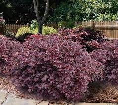 Loropetalum chinense var. rubrum 'Plum Delight' - 5 Gallon