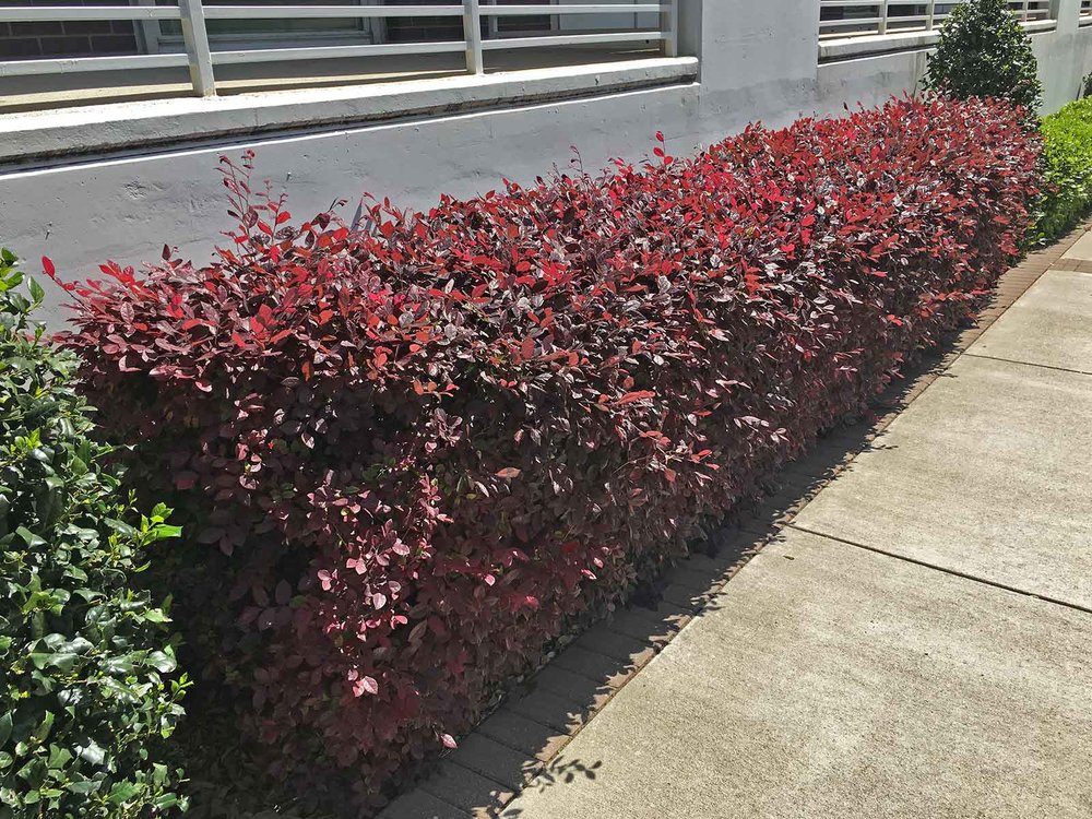 Loropetalum chinense var. rubrum 'Plum Delight' - 5 Gallon