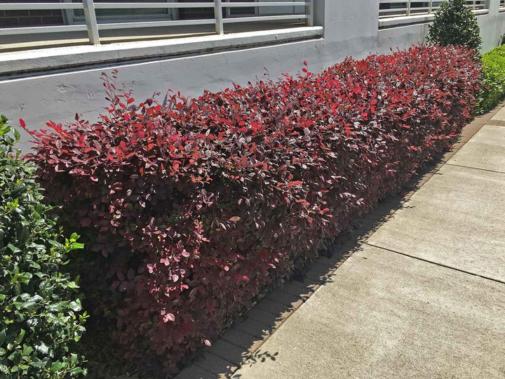 Loropetalum chinense var. rubrum 'Plum Delight' - 5 Gallon