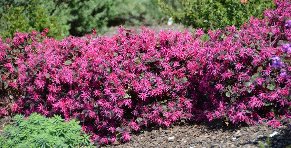 Loropetalum chinense var. rubrum 'Plum Delight' - 5 Gallon