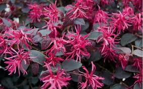 Loropetalum chinense var. rubrum 'Plum Delight' - 5 Gallon