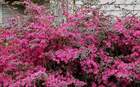 Loropetalum chinense var. rubrum 'Plum Delight' - 5 Gallon