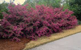 Loropetalum chinense var. rubrum 'Plum Delight' - 5 Gallon