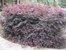 Loropetalum chinense var. rubrum 'Plum Delight' - 5 Gallon