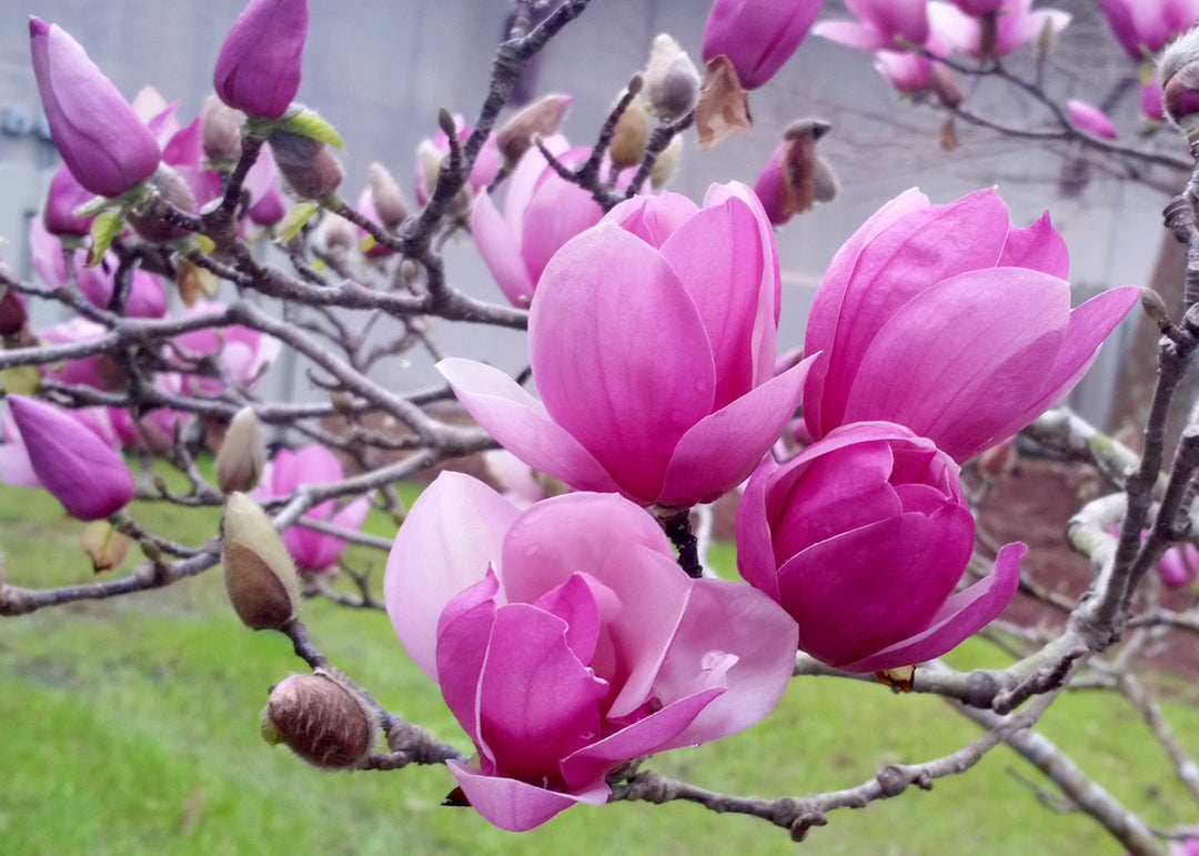 Magnolia x soulangeana 'Saucer Magnolia' - 24" Box 