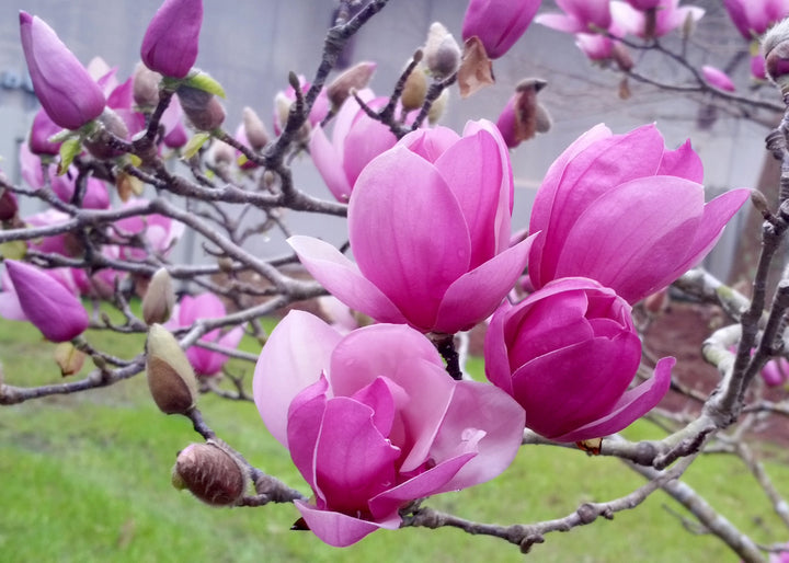 Magnolia x soulangeana 'Saucer Magnolia' - 24" Box 
