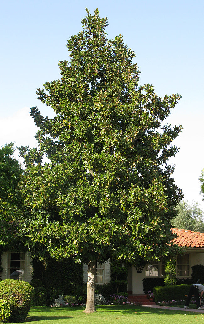 Magnolia grandiflora 'Southern Magnolia' Standard - 24" Box